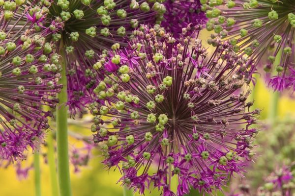 Hormones and Fertility