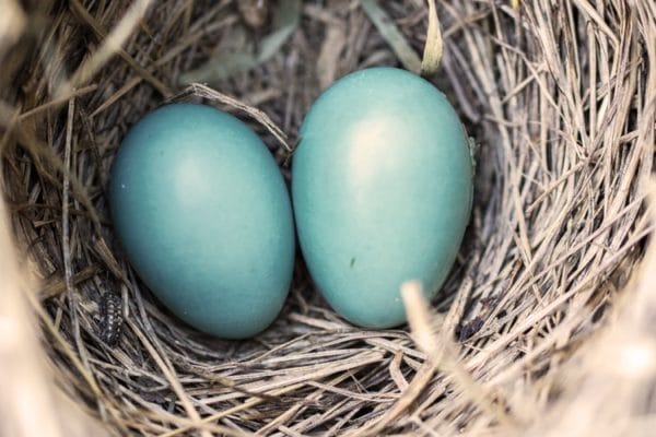 Correlation Between Aging and Fertility in Women