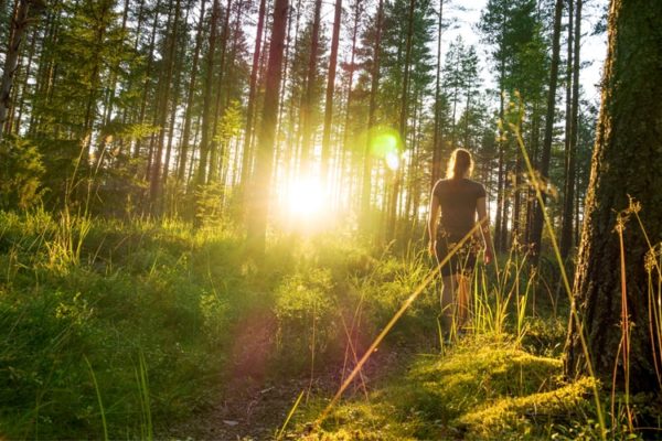 Unlock the Powerful Benefits of 'Forest Bathing'